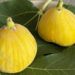 大果迷