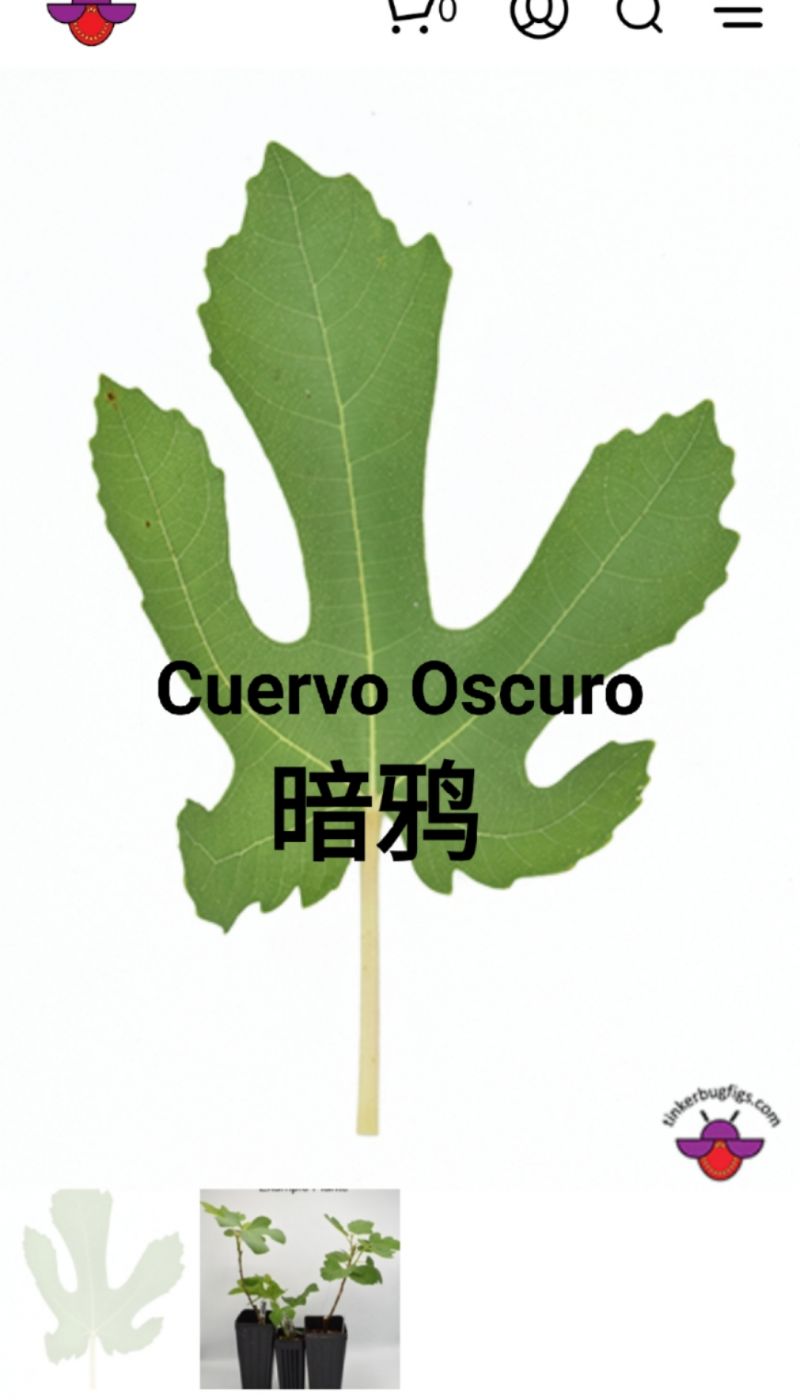 Cuervo Oscuro暗鸦雄性无花果树-小果迷