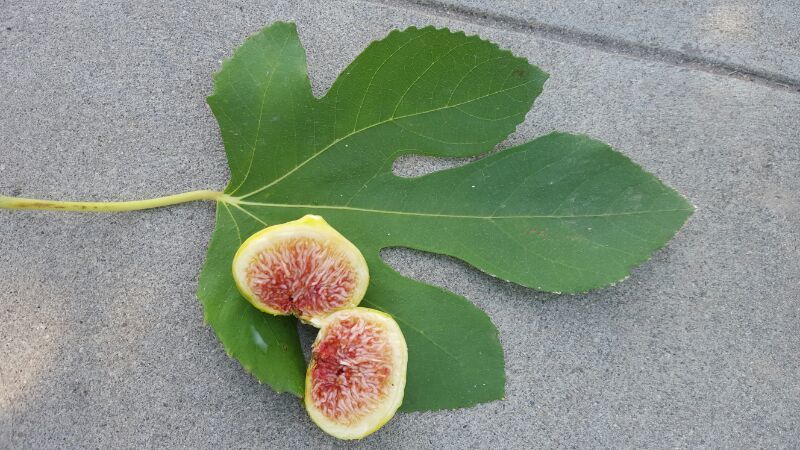 _whc5d1021a35a0fd_2YoBl2W2yY_6E8zwOx7Fm.jpg _whc5d1021a35a0fd_2YoBl2W2yY_6E8zwOx7Fm.jpg