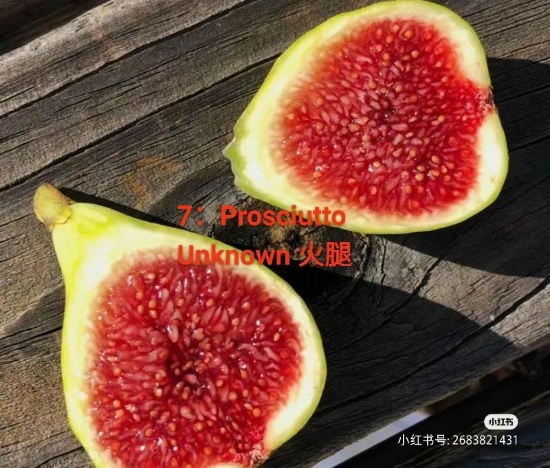 亚得里亚海家族中最早熟的品种：Prosciutto Unknown-小果迷