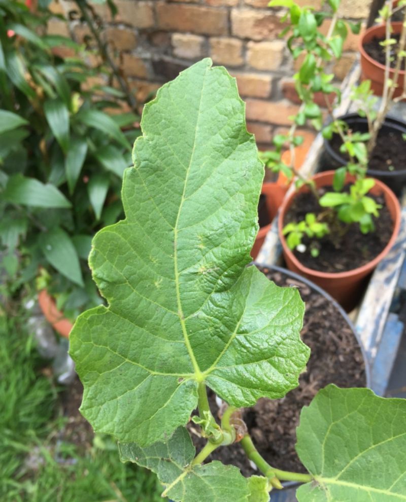 收获一个新品种:伊兹密尔3#-小果迷