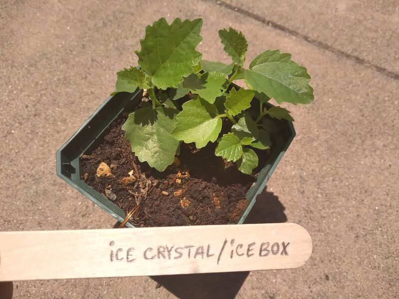 迈克尔·丰斯的杂交实验-小果迷