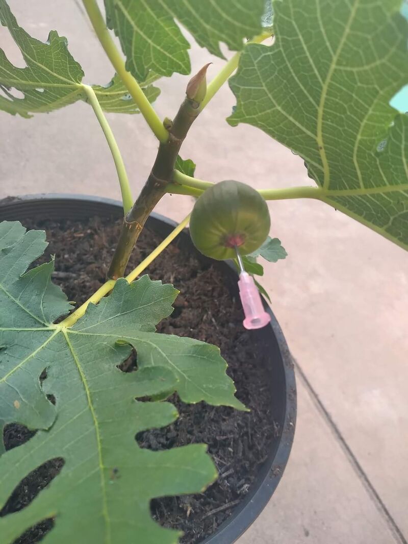 迈克尔·丰斯的杂交实验-小果迷