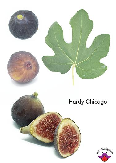 2.哈代/芝加哥哈迪  Hardy Chicago★推荐品种★-小果迷