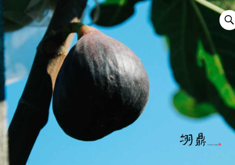 5.黑帝王  （台湾翊鼎园艺名，改名品种）-小果迷