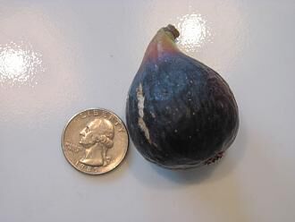 9.黑贝贝/黑贝贝拉 Bebera Preta/Abebereira-小果迷