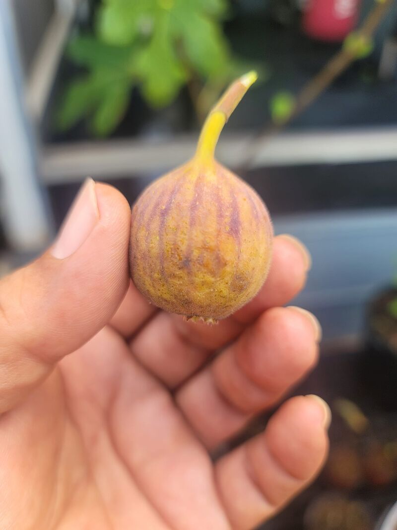 26.灰色圣约翰/灰圣        Grise de St. Jean★推荐品种★-小果迷