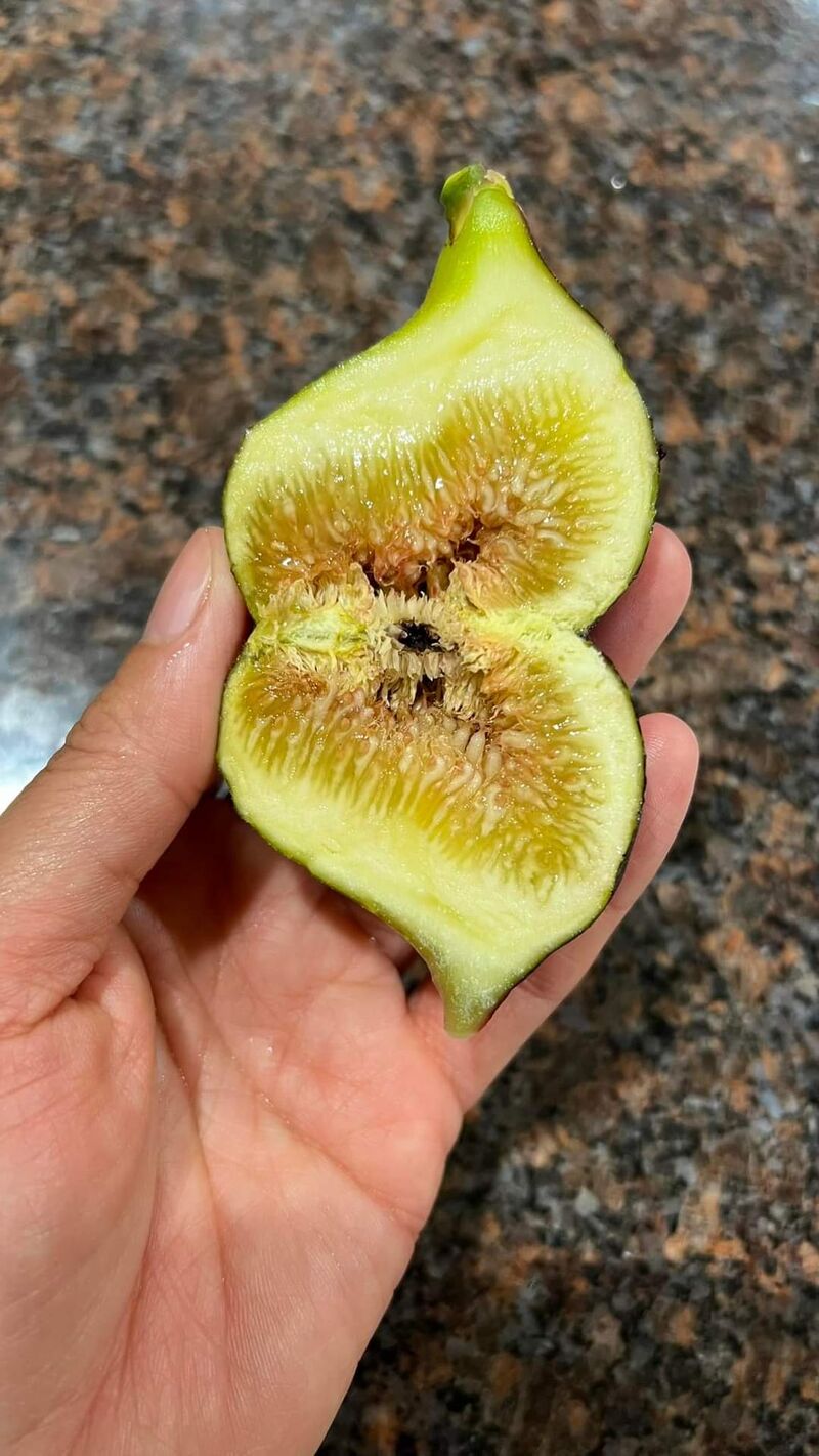 无花果自然繁殖的案例-小果迷