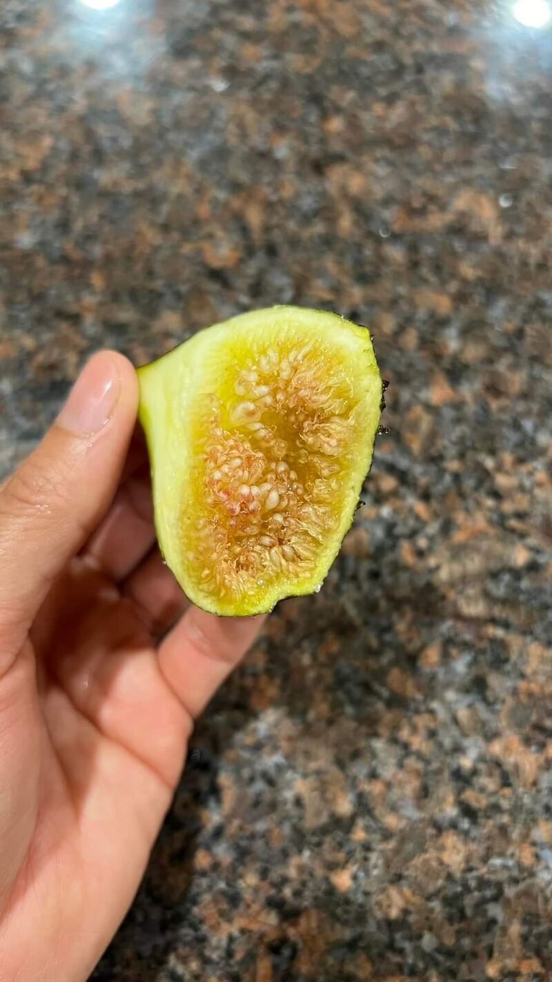 无花果自然繁殖的案例-小果迷