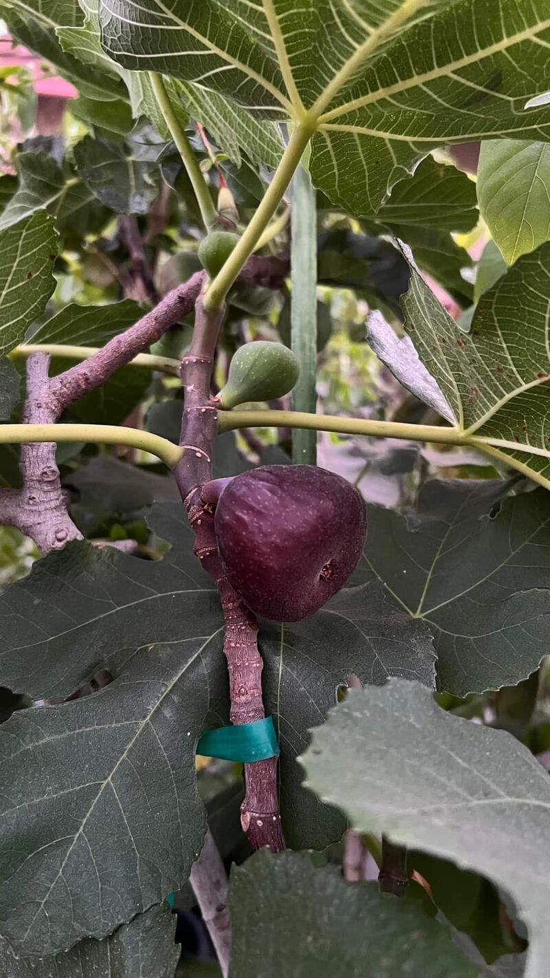 无花果自然繁殖的案例-小果迷