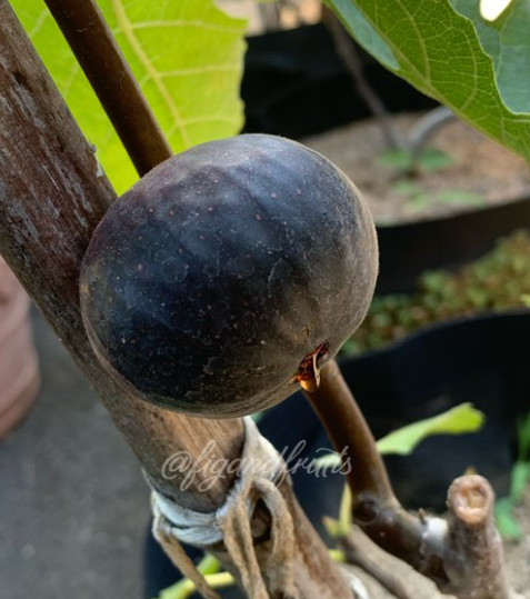 14.久留米黑蜜   Kurume Kuromitsu(久留米くろみつ)-小果迷