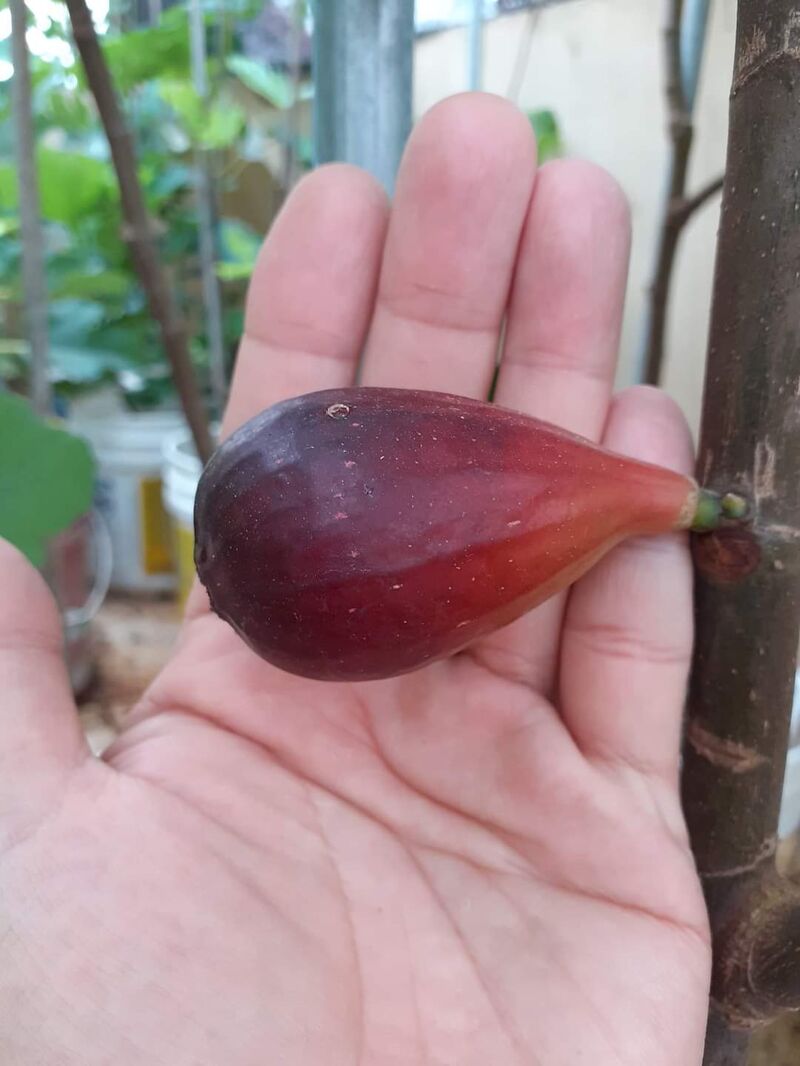 3.卡拉 Colar-小果迷