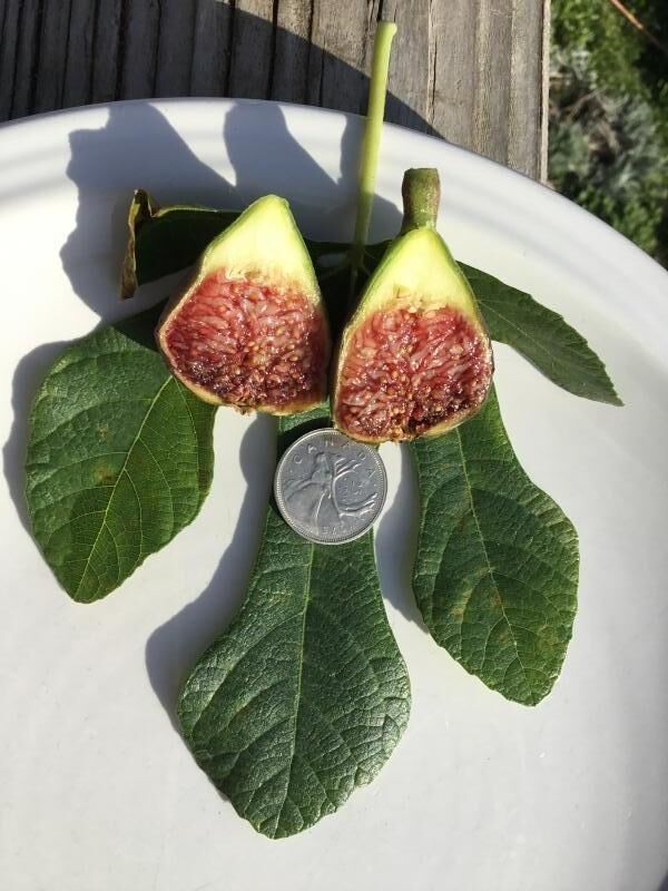 8.罗赛力诺/罗塞利诺    Rosselino-小果迷