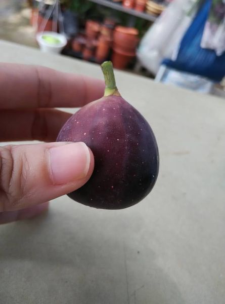 2.丽莎/莉莎    Lisa-小果迷