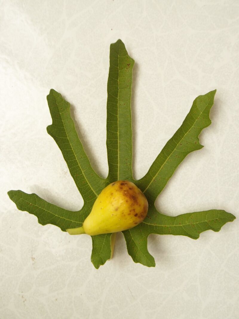 6.斯特拉  Stella-小果迷