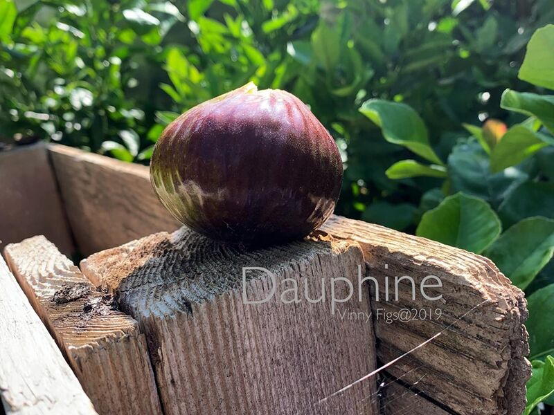 1.紫陶芬/陶芬 Dauphine Violette/Dauphine (San Pedro)-小果迷