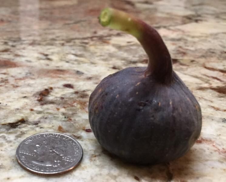 16.Salem Dark    塞勒姆黑暗-小果迷