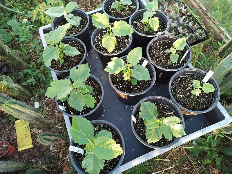 荷兰无花果爱好者育苗实验报告: Jasper Peeters ·1 小时· 无花果幼苗更新-小果迷