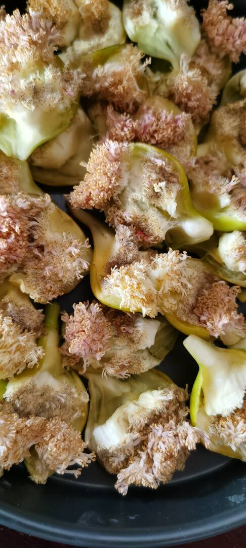 收集花粉-小果迷