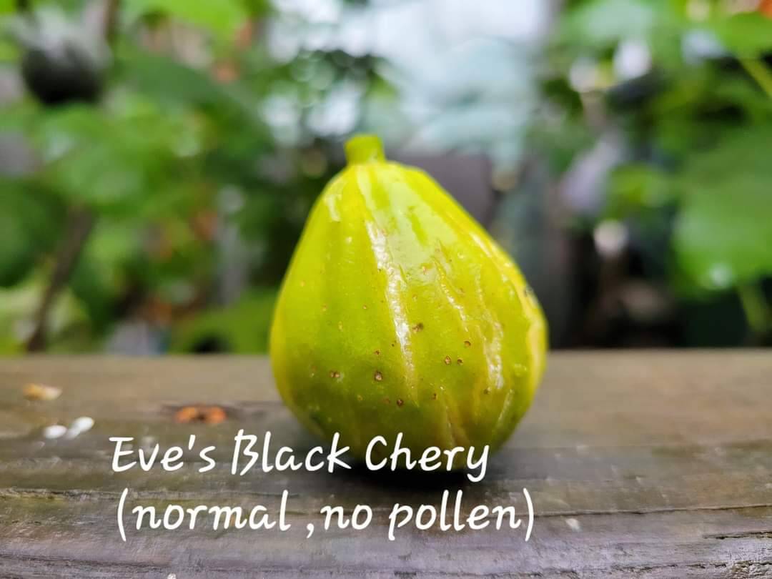 同样的品种授粉和不授粉的区别-小果迷