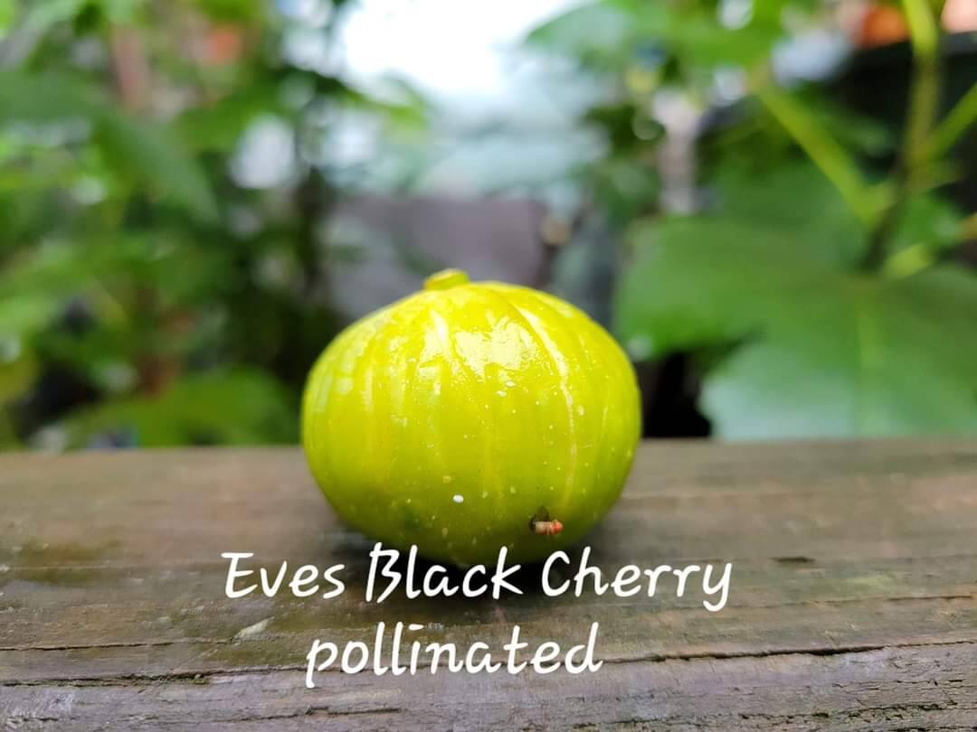 同样的品种授粉和不授粉的区别-小果迷