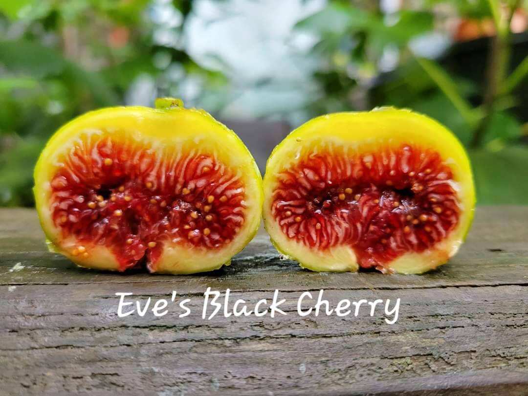 同样的品种授粉和不授粉的区别-小果迷