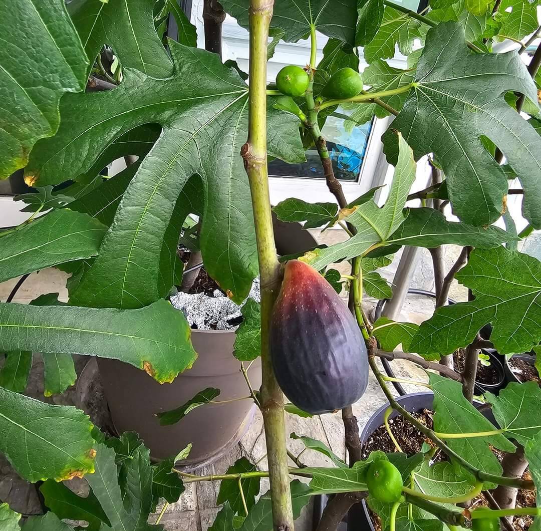 请果粉跟帖->你最喜欢?的品种是什么？！-小果迷