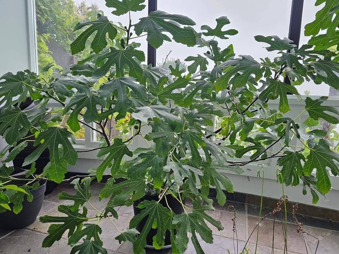 请果粉跟帖->你最喜欢?的品种是什么？！-小果迷