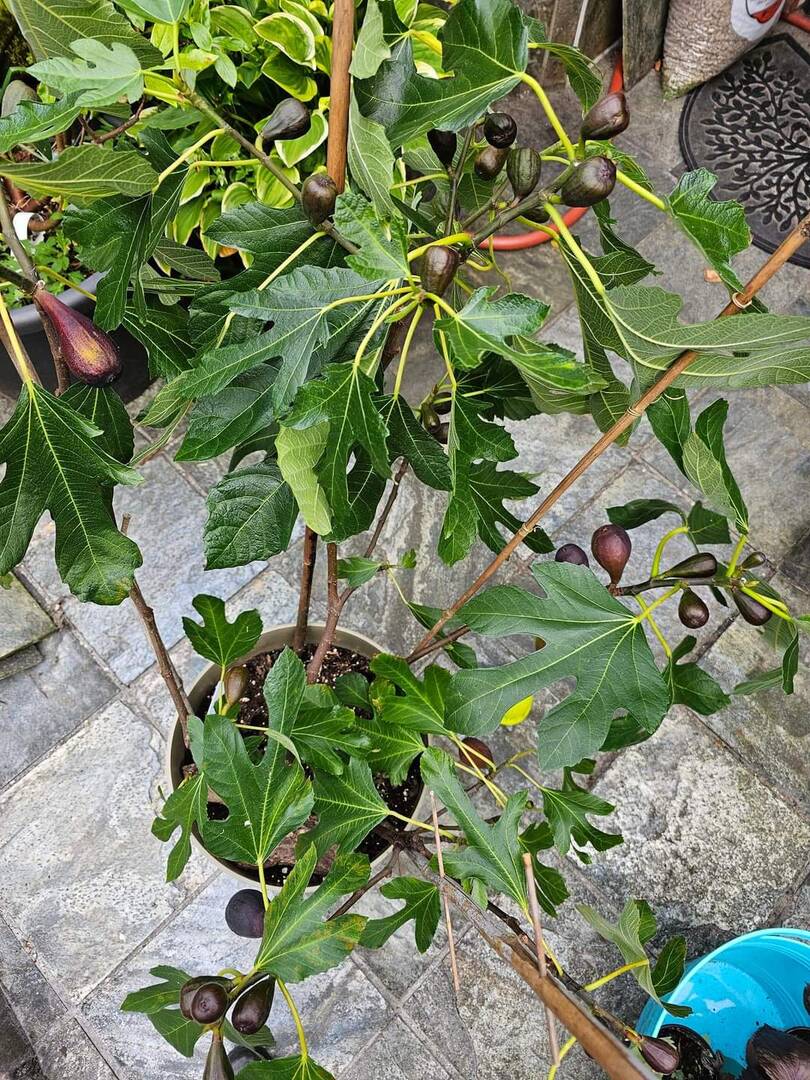 请果粉跟帖->你最喜欢?的品种是什么？！-小果迷