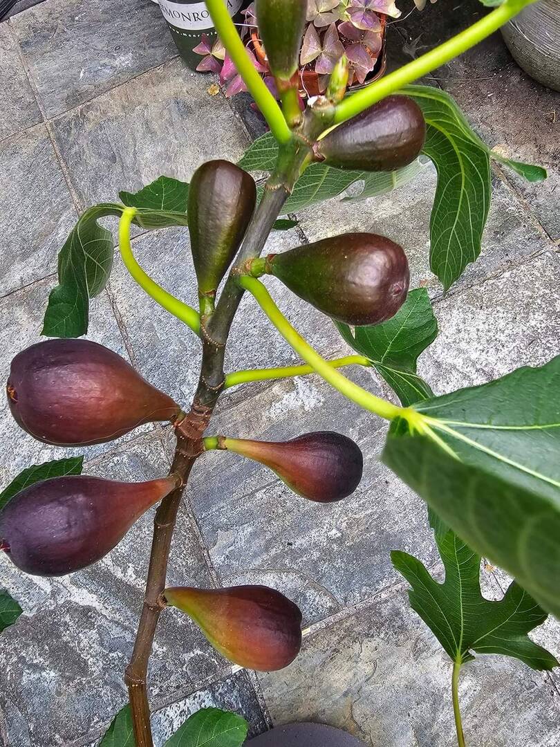 请果粉跟帖->你最喜欢?的品种是什么？！-小果迷