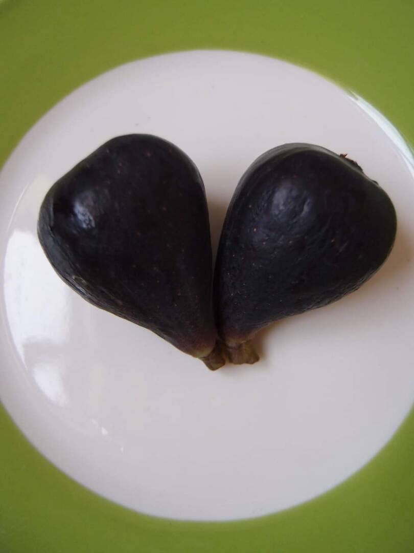 7.黑色拉格尔/拉鲁高/黑色拉尔戈 Negro Largo-小果迷