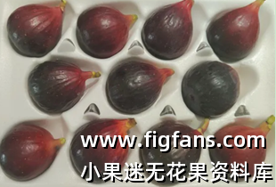 [知] 1.1我国无花果新品种申请情况-小果迷