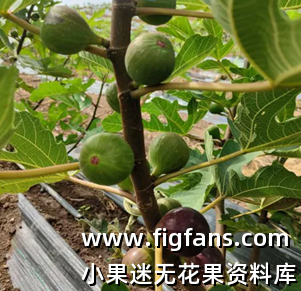 [知] 1.1我国无花果新品种申请情况-小果迷