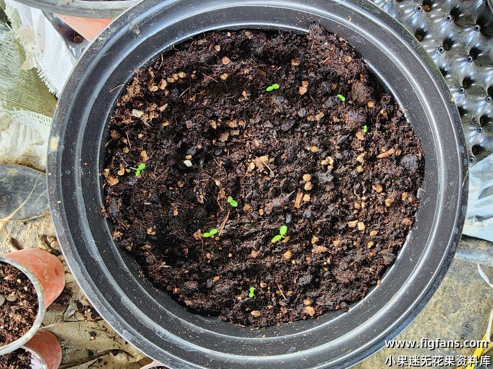 目前无花果种子发芽有十几颗了-小果迷
