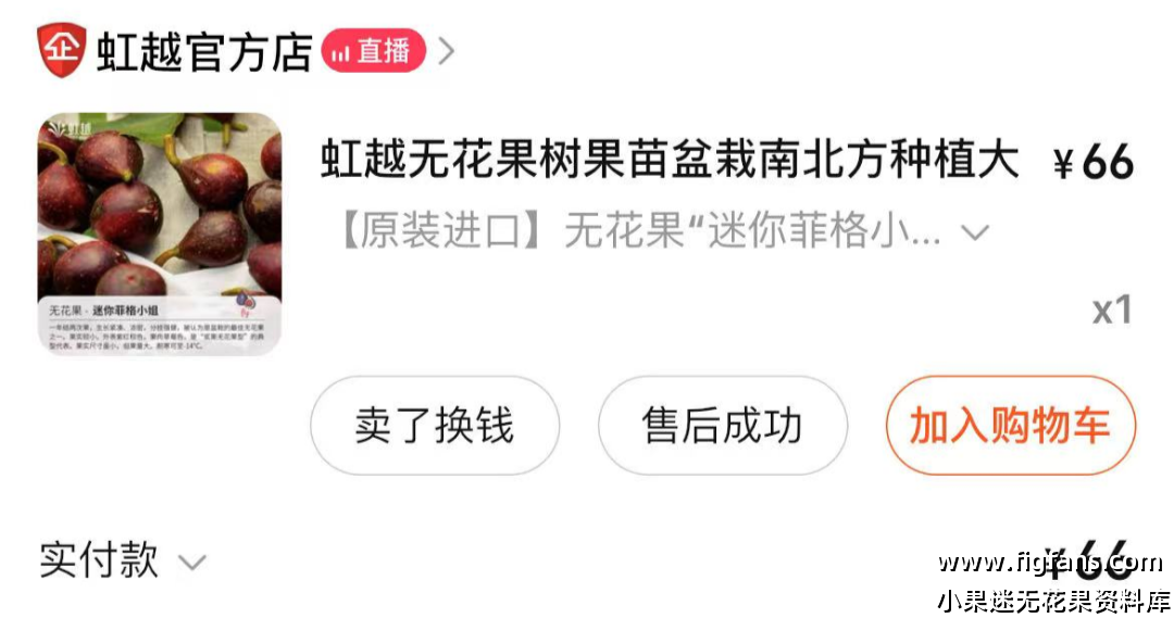 求购 【迷你菲格小小姐】苗或者枝条-小果迷