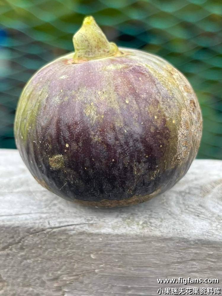 国外品种果图分享-小果迷