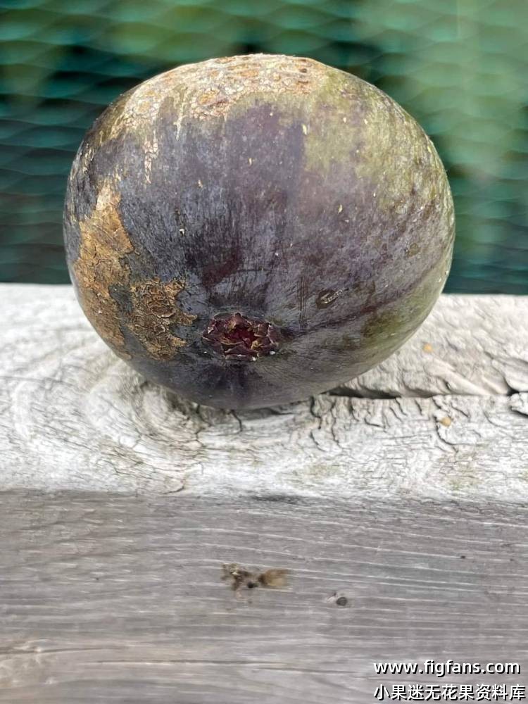 国外品种果图分享-小果迷