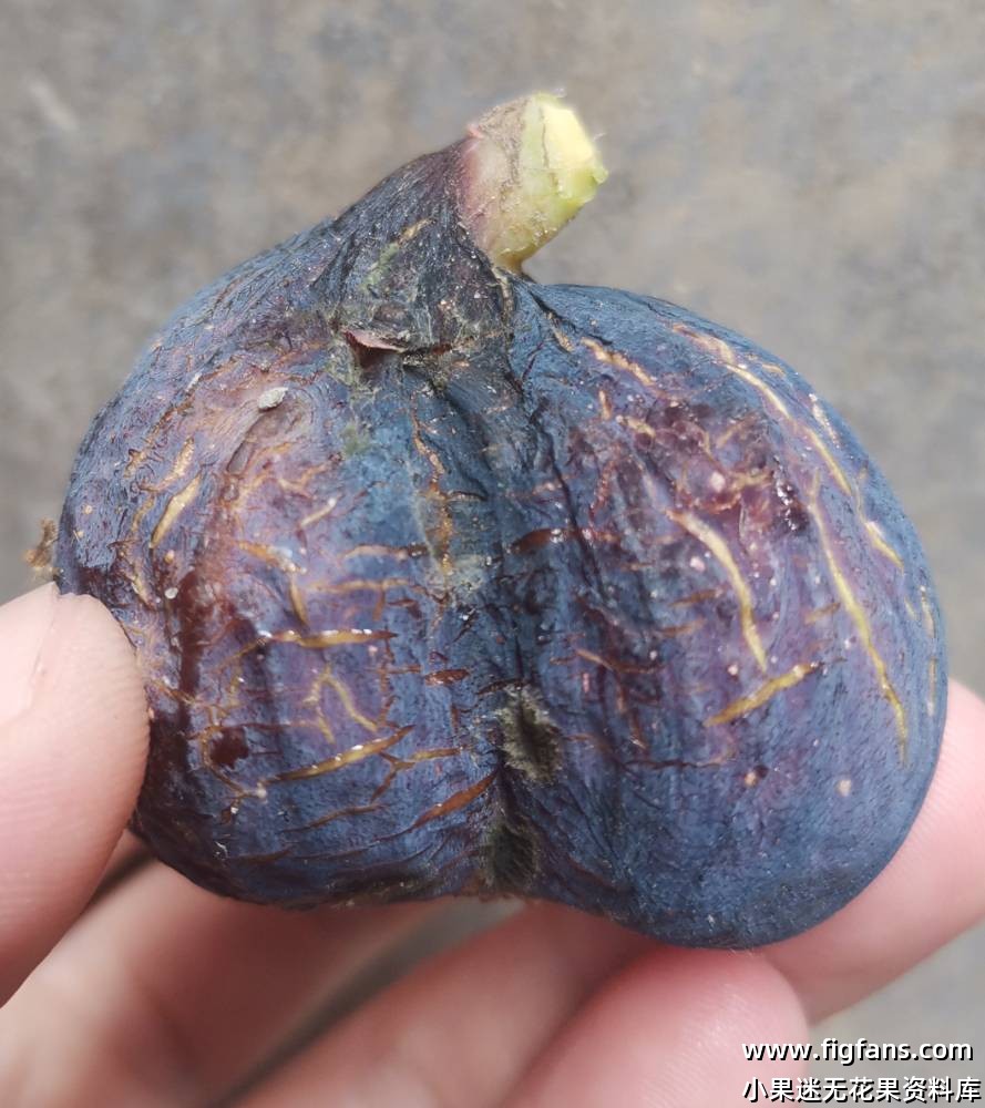 葫芦娃和小蝴蝶-小果迷