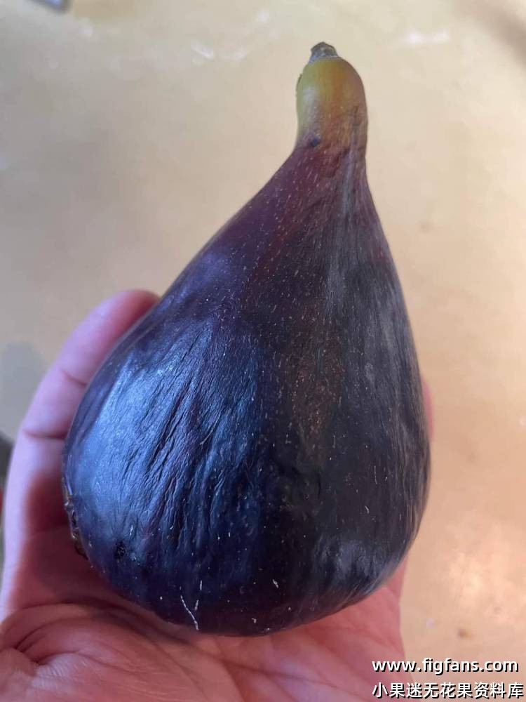 2024年FdR 宙斯神 果图-小果迷