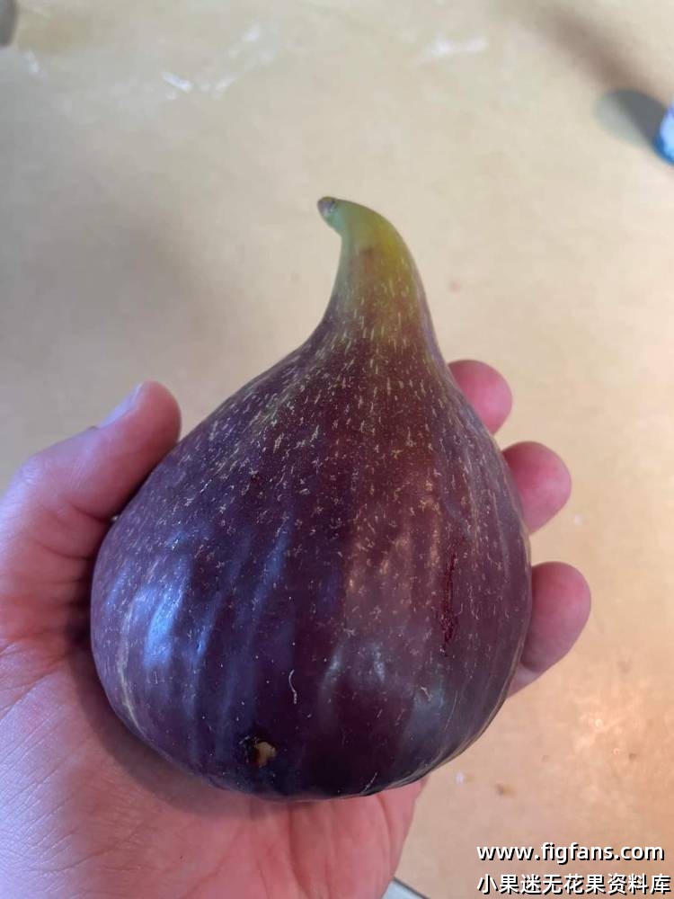 2024年FdR 宙斯神 果图-小果迷