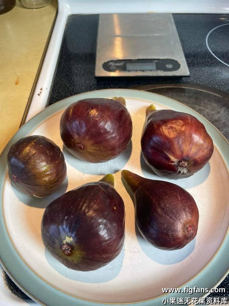 2024年FdR 宙斯神 果图-小果迷