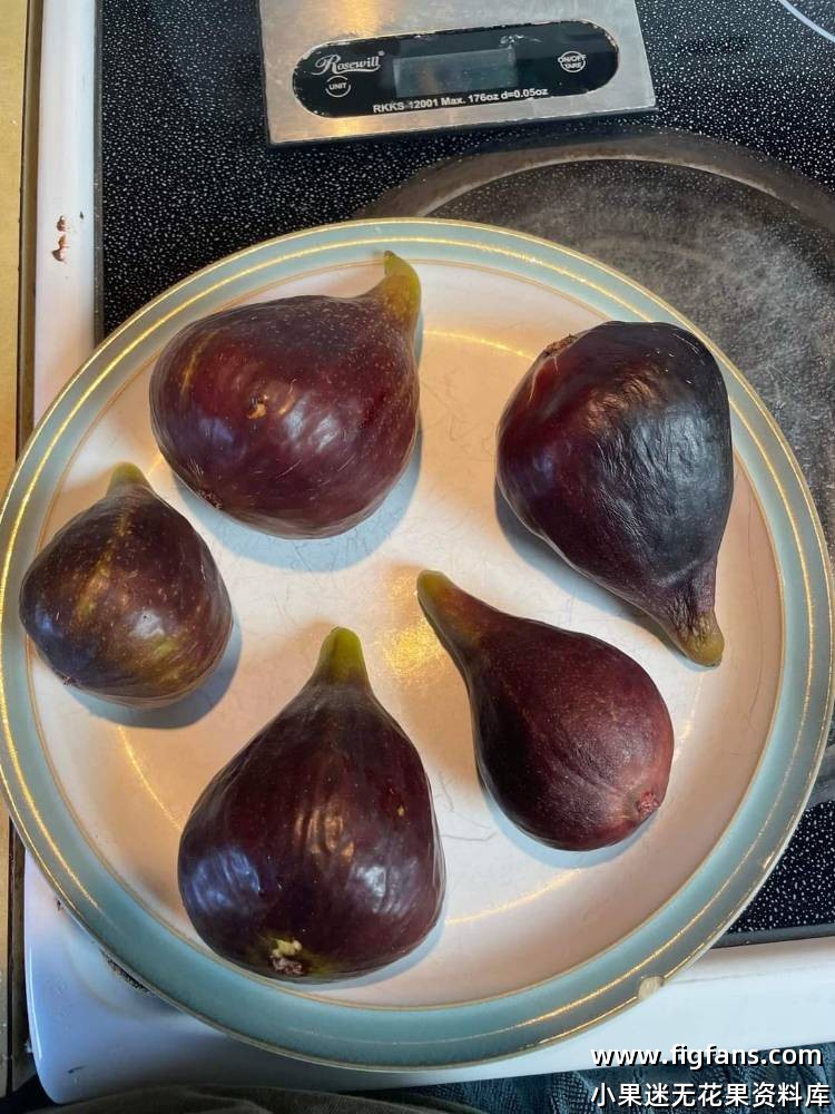 2024年FdR 宙斯神 果图-小果迷