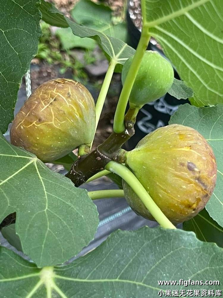 国外果图分享-小果迷
