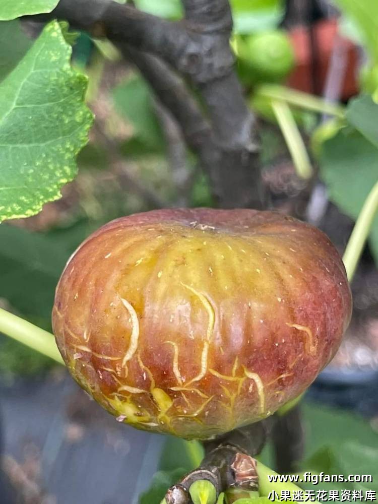 国外果图分享-小果迷