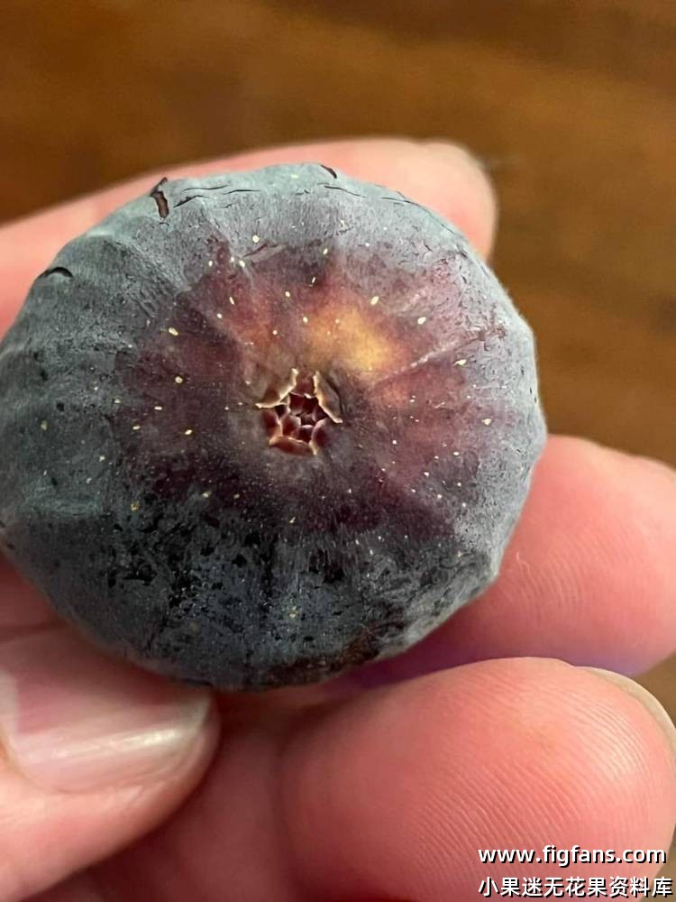 国外果图分享-小果迷