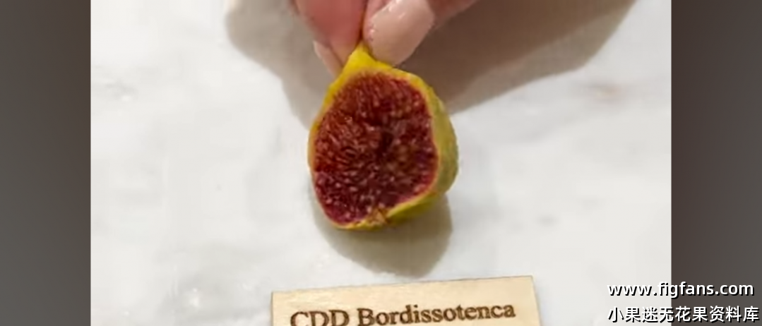 Coll de Dama Bordissotenca-小果迷