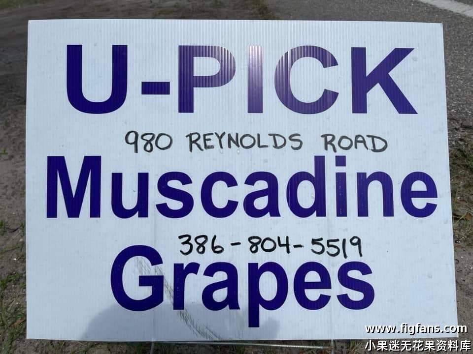 马斯卡丁圆叶葡萄在美国-小果迷