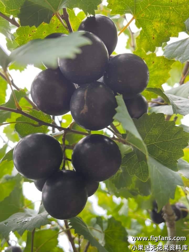 马斯卡丁圆叶葡萄在美国-小果迷