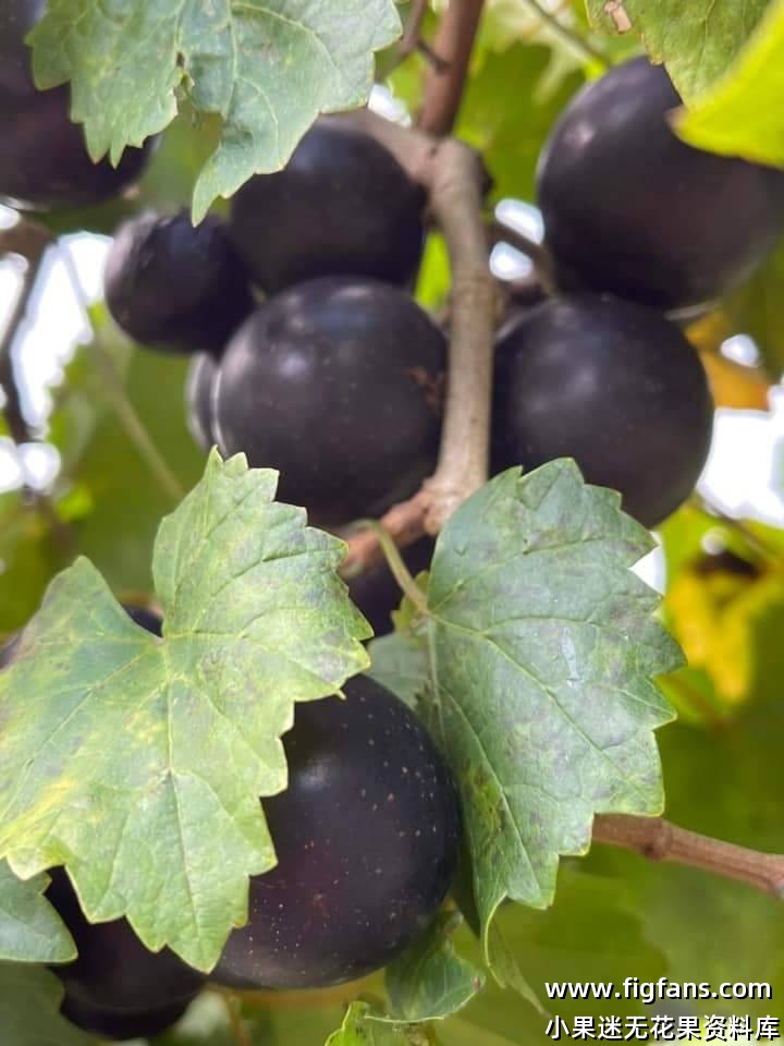 马斯卡丁圆叶葡萄在美国-小果迷