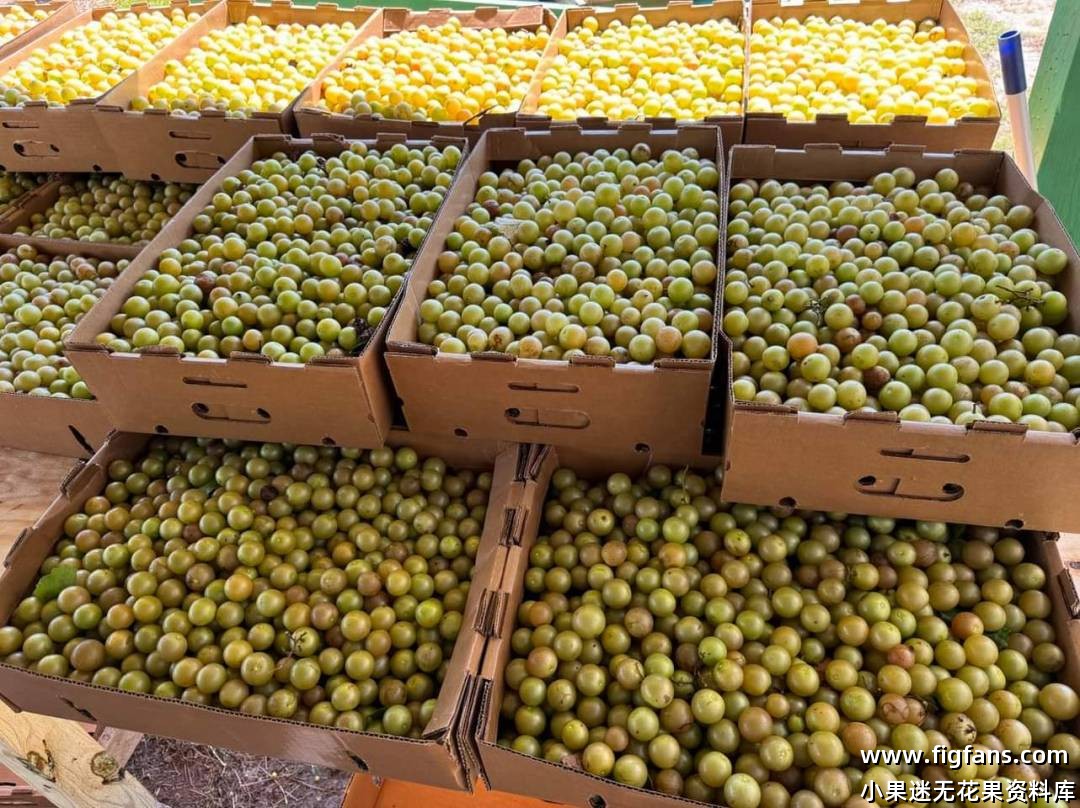 专业的圆叶葡萄的採摘园-小果迷